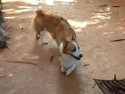 Potret Kocak Hewan Kena Mode Foto Panorama Bikin Ngakak