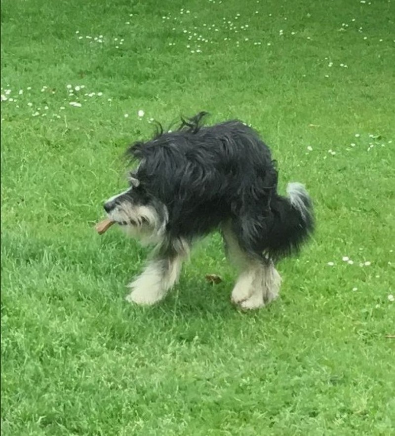 foto kocak hewan mode panorama