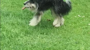 Anjingya jadi kecil sekali. Foto: Brightside