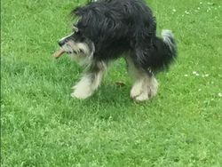 Potret Kocak Hewan Kena Mode Foto Panorama Bikin Ngakak