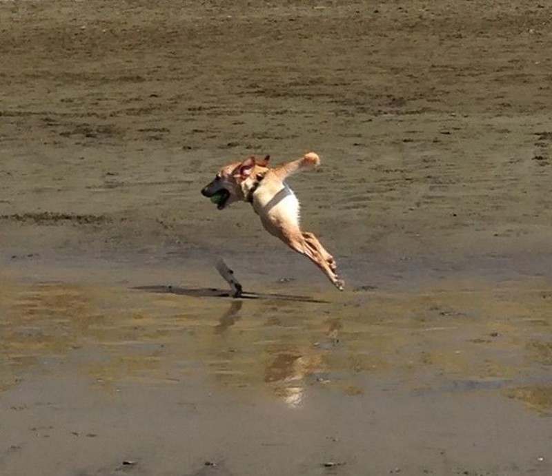 foto kocak hewan mode panorama