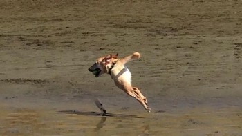 Waduh, ke mana badan anjing ini? Foto: Brightside