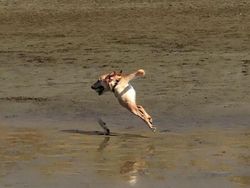 Potret Kocak Hewan Kena Mode Foto Panorama Bikin Ngakak