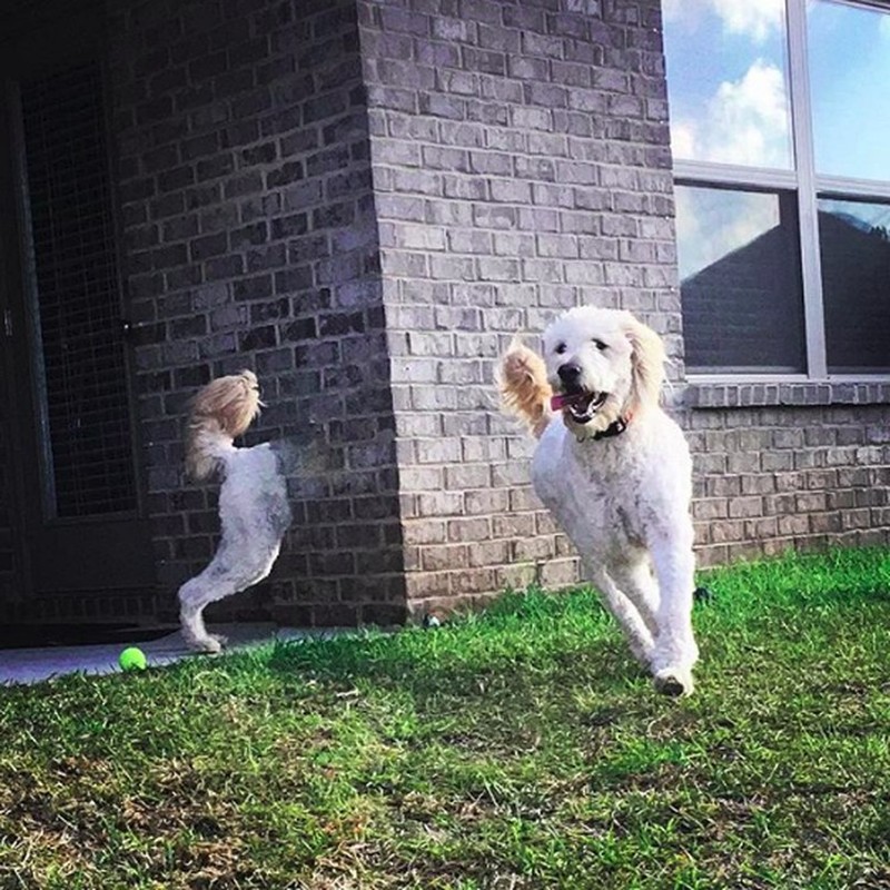 foto kocak hewan mode panorama