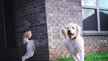 Ajaib! Ada anjing bisa tembus tembok. Foto: Brightside