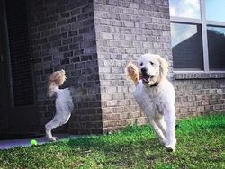 Potret Kocak Hewan Kena Mode Foto Panorama Bikin Ngakak