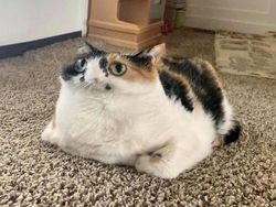 Potret Kocak Hewan Kena Mode Foto Panorama Bikin Ngakak