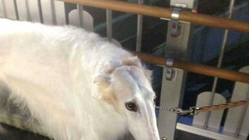 Ini anjing lho sebenarnya tapi mirip hewan apa ya kalau panjang hidungnya? Foto: Boredpanda