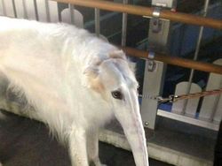 Potret Kocak Hewan Kena Mode Foto Panorama Bikin Ngakak