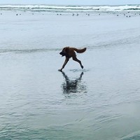 foto kocak hewan mode panorama