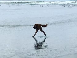 Potret Kocak Hewan Kena Mode Foto Panorama Bikin Ngakak