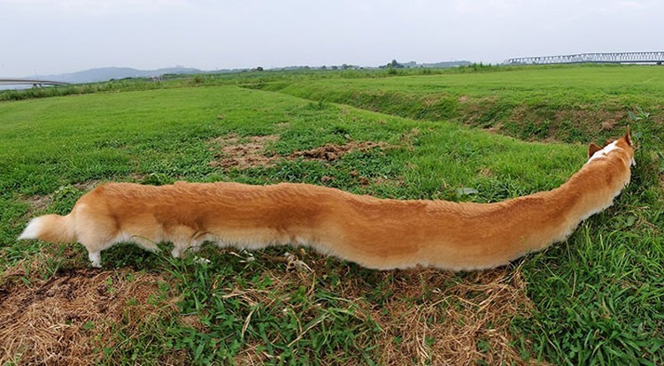 foto kocak hewan mode panorama