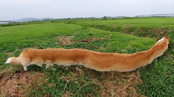 Woh ada anjing kaki seribu. Foto: Boredpanda