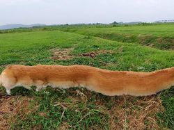 Potret Kocak Hewan Kena Mode Foto Panorama Bikin Ngakak