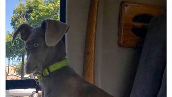 Tampak gepeng ya. Foto: Boredpanda