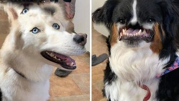 Begini nih wajah kalau kena mode foto panorama. Foto: Boredpanda