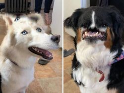 Potret Kocak Hewan Kena Mode Foto Panorama Bikin Ngakak