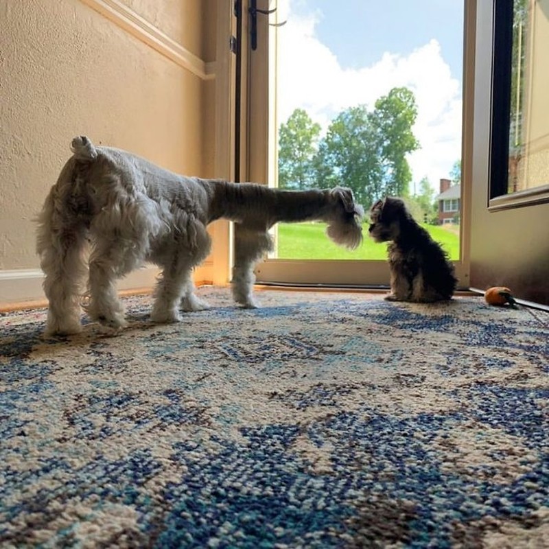 foto kocak hewan mode panorama