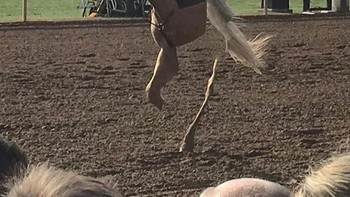 Jago nih penunggang kudanya. Foto: Boredpanda