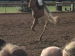 Potret Kocak Hewan Kena Mode Foto Panorama Bikin Ngakak