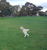 foto kocak hewan mode panorama