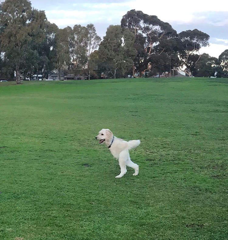 foto kocak hewan mode panorama
