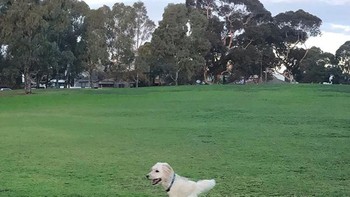 Hiii kakinya cuma dua dan badannya...? Foto: Boredpanda