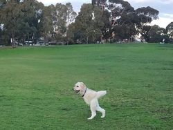 Potret Kocak Hewan Kena Mode Foto Panorama Bikin Ngakak