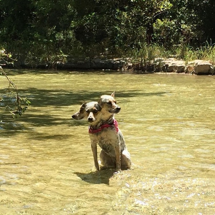 foto kocak hewan mode panorama
