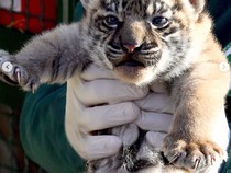 Anak Harimau Sumatra Lahir di Kebun Binatang Roma, Namanya Terima Kashi