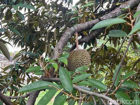 Kebun durian