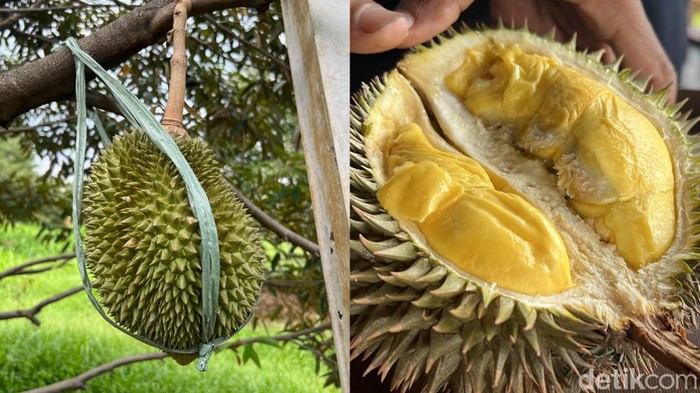 Kebun durian