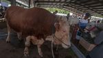 Melihat Kontes Sapi di Boyolali