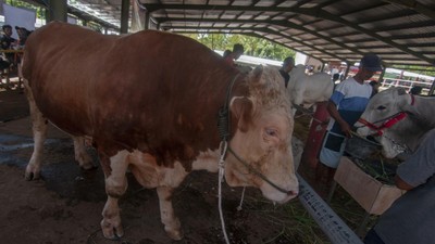 Melihat Kontes Sapi di Boyolali