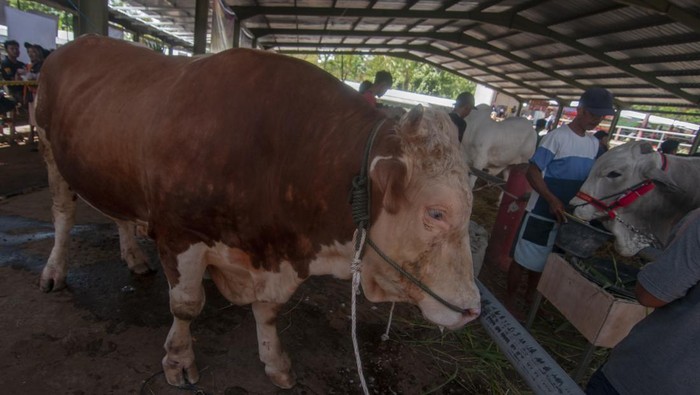 Kontes sapi di Boyolali Peserta memberi pakan hewan ternak sapi saat mengikuti kontes sapi di Pasar Hewan Jelok, Cepogo, Boyolali, Jawa Tengah, Sabtu (13/1/2024). Kontes sapi yang digelar oleh Asosiasi Peternak dan Penggemuk Sapi Indonesia (APPSI) Jawa Tengah itu terbagi dalam sejumlah kategori seperti kelas sapi perah, sapi pedet jantan, bakalan PO, brahman campuran serta sapi poel yang bertujuan untuk mengangkat potensi peternak sapi di Jawa Tengah. ANTARA FOTO/Aloysius Jarot Nugroho/nz.