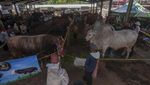 Melihat Kontes Sapi di Boyolali