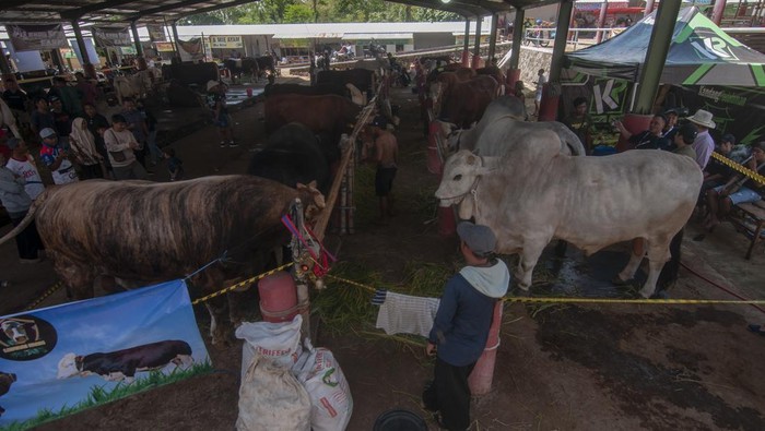 Kontes sapi di Boyolali Peserta memberi pakan hewan ternak sapi saat mengikuti kontes sapi di Pasar Hewan Jelok, Cepogo, Boyolali, Jawa Tengah, Sabtu (13/1/2024). Kontes sapi yang digelar oleh Asosiasi Peternak dan Penggemuk Sapi Indonesia (APPSI) Jawa Tengah itu terbagi dalam sejumlah kategori seperti kelas sapi perah, sapi pedet jantan, bakalan PO, brahman campuran serta sapi poel yang bertujuan untuk mengangkat potensi peternak sapi di Jawa Tengah. ANTARA FOTO/Aloysius Jarot Nugroho/nz.