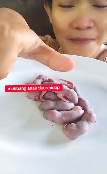 Mukbang bayi tikus