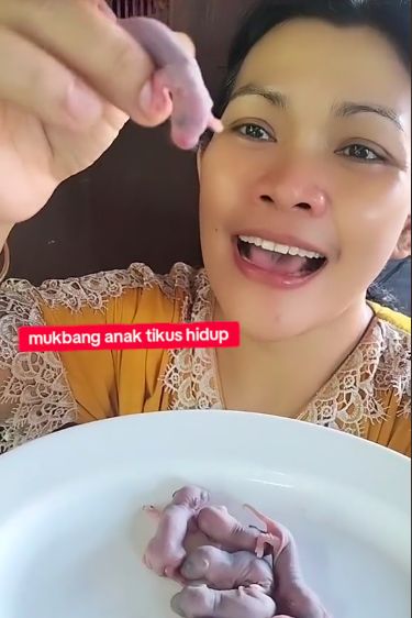 Mukbang bayi tikus