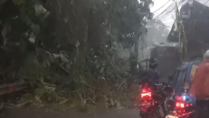 Pohon Tumbang di Depok