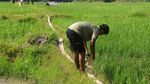 100 Hektare Sawah di Aceh Terancam Gagal Panen