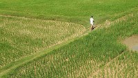 Seorang petani berjalan di persawahan yang mengalami kekeringan di daerah pedalaman Kabupaten Aceh Besar, Aceh, Minggu (14/1/2024).