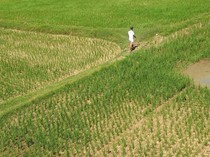 100 Hektare Sawah di Aceh Terancam Gagal Panen