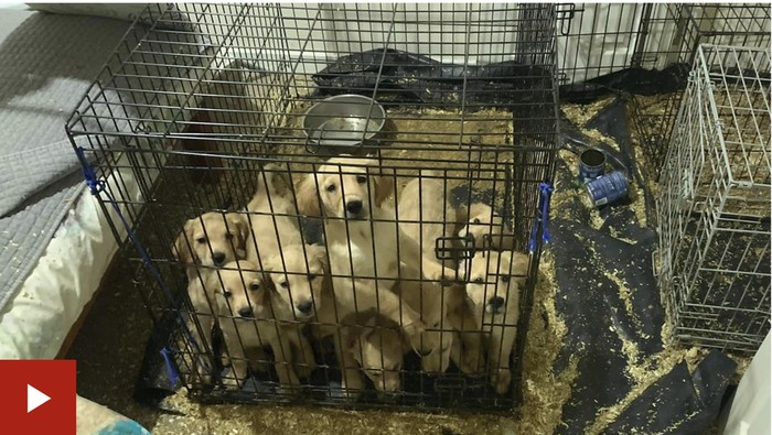 Anak anjing di Airbnb