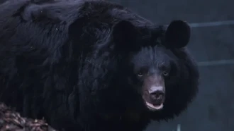 Viral Rekaman Beruang Serang Pawang di Tengah Pertunjukan, Apa yang Terjadi?