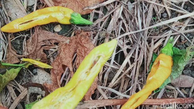 Tanaman cabai di Desa Bener, Kecamatan Wonosari, Klaten diserang tikus.