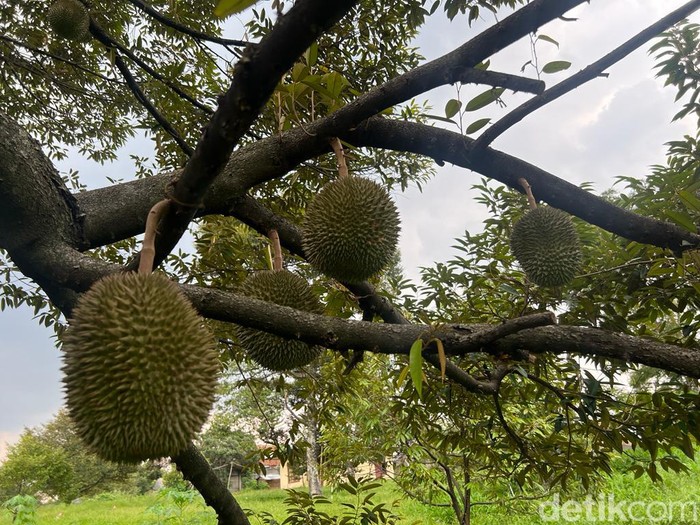 Kebun durian Depok
