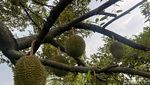 Serunya Keliling Kebun Durian hingga Cicip Durian Premium D24 di Depok