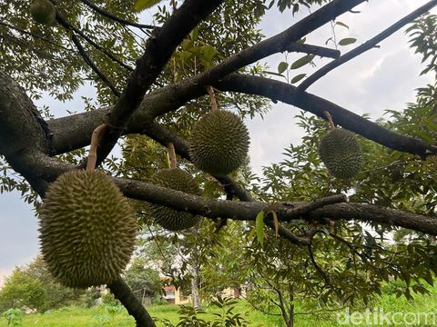 Kebun durian Depok