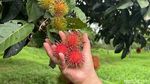 Serunya Keliling Kebun Durian hingga Cicip Durian Premium D24 di Depok